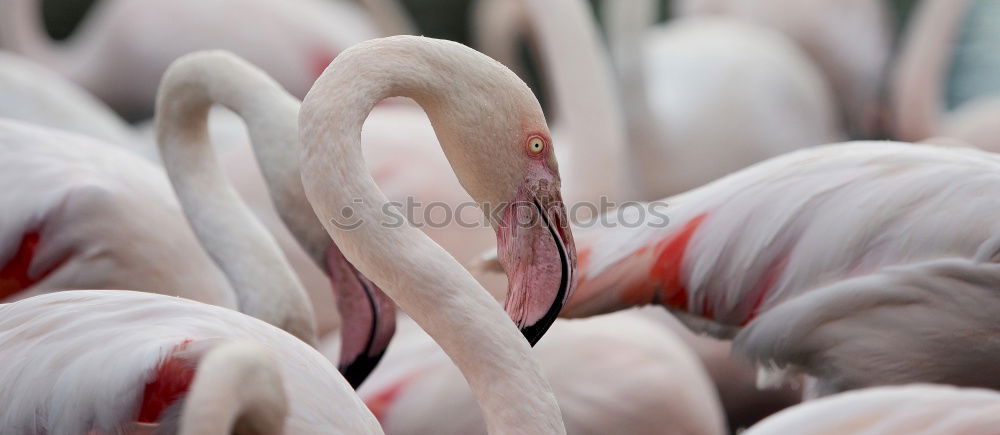 Similar – Chilean Flamingos Animal