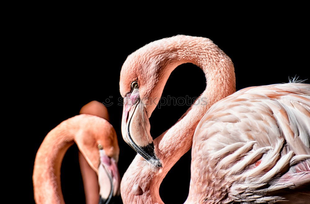 Similar – Foto Bild observing Flamingo Vogel