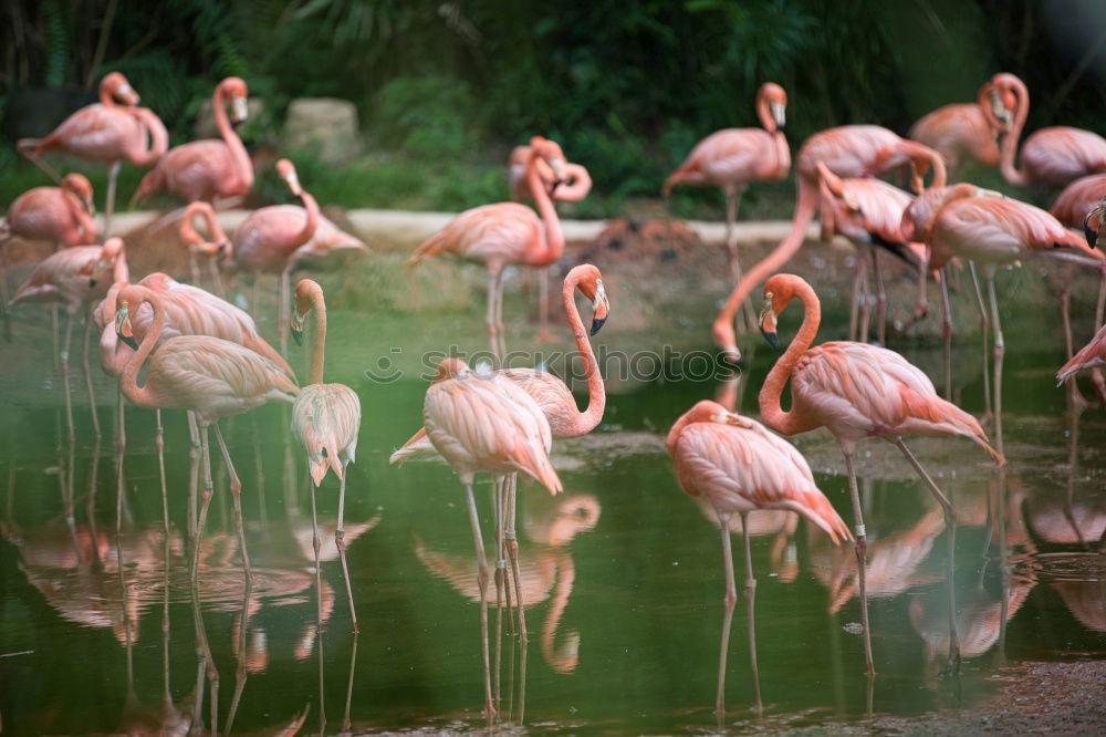 Similar – Flamingo im Zoo Flugtier