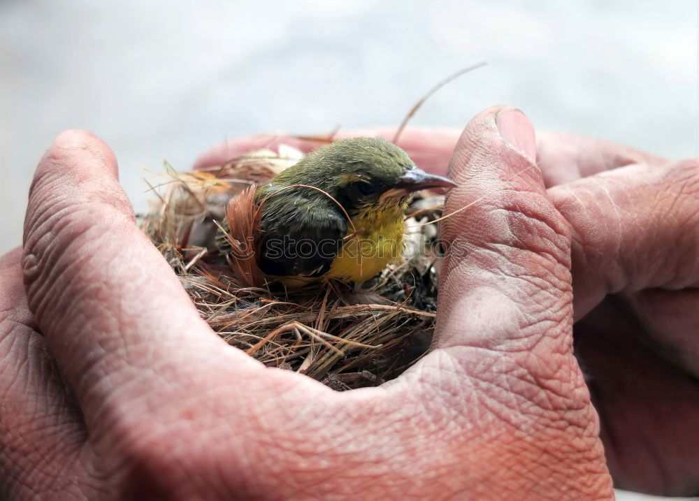 Image, Stock Photo Empty nest in daddys hand