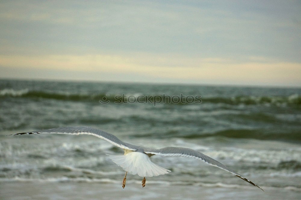 Similar – Gulls at the Baltic Sea