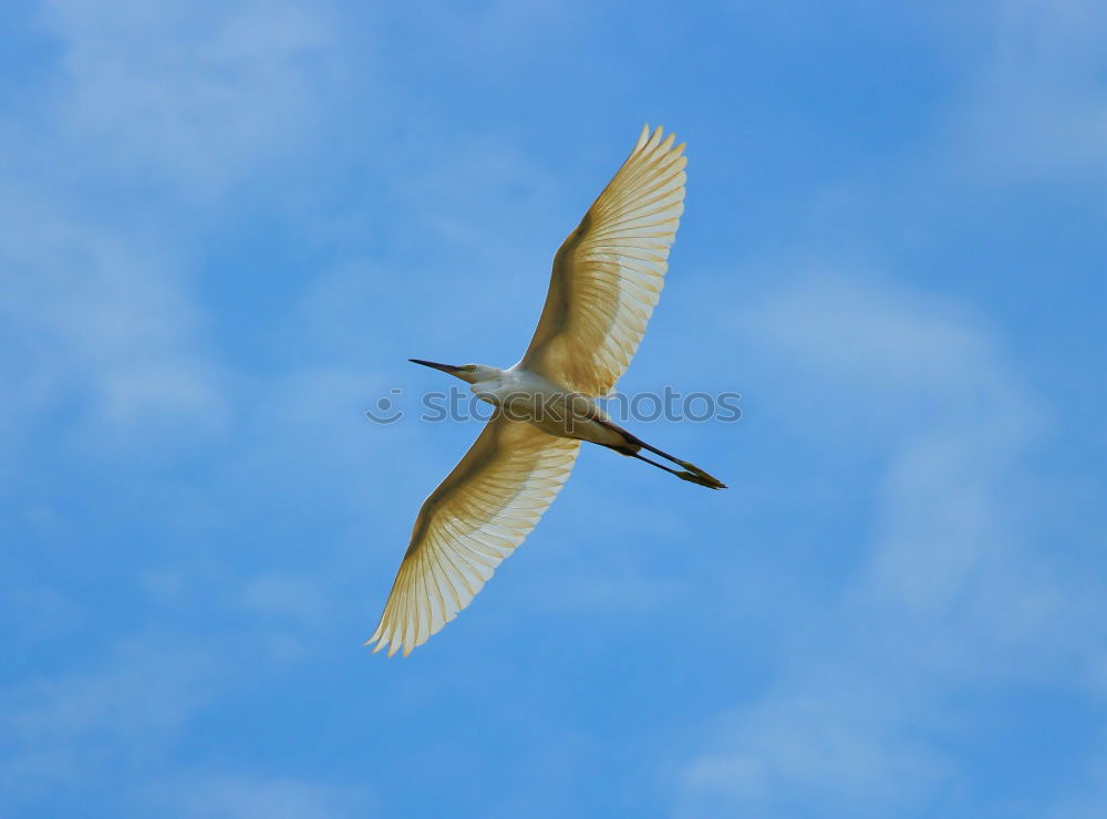 Similar – Floating Bird Seagull