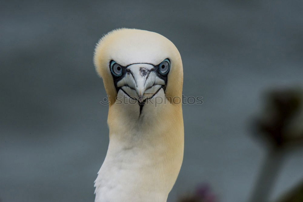 Similar – Look me in the eye. Stork