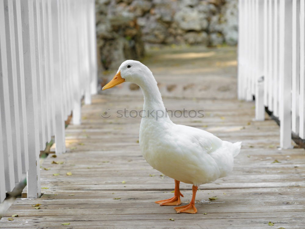 Similar – Nag Nag Animal Bird