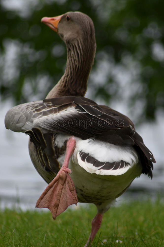 Similar – Jay with peanut