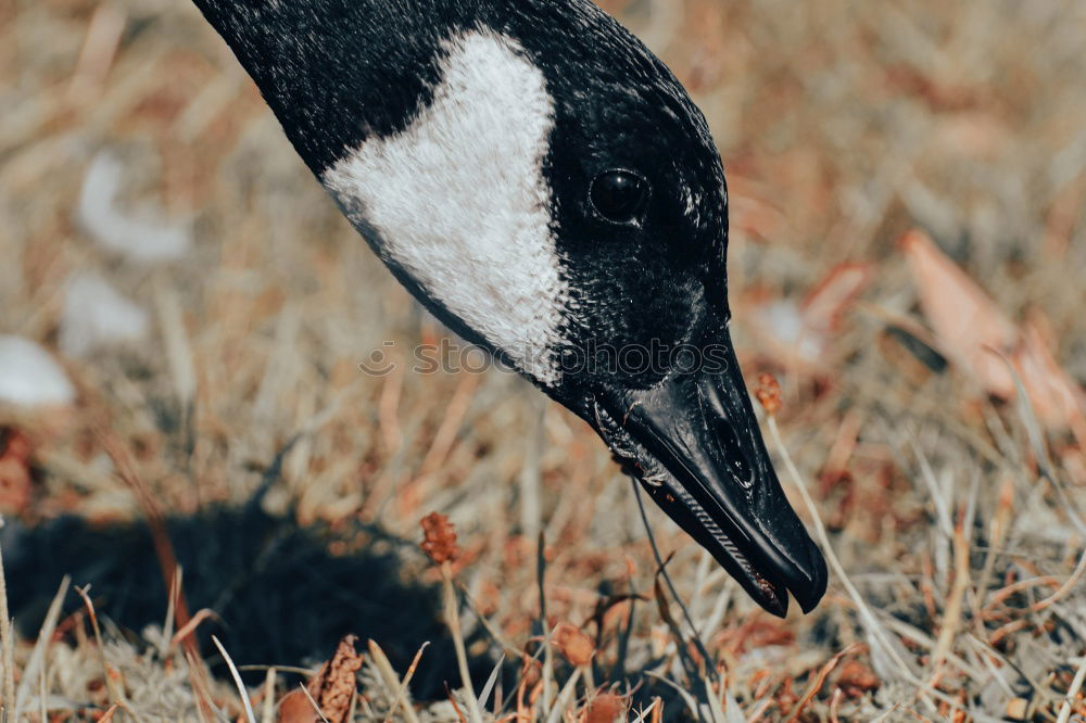 Similar – elster Elster Vogel