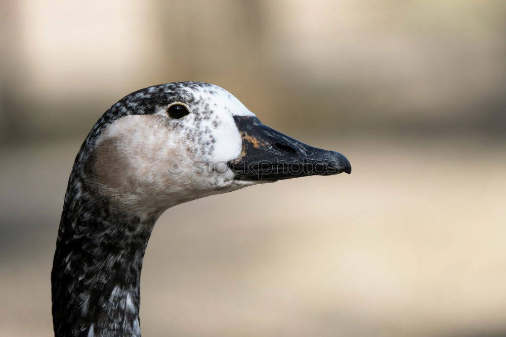 Similar – Image, Stock Photo My dear Swan IV Animal