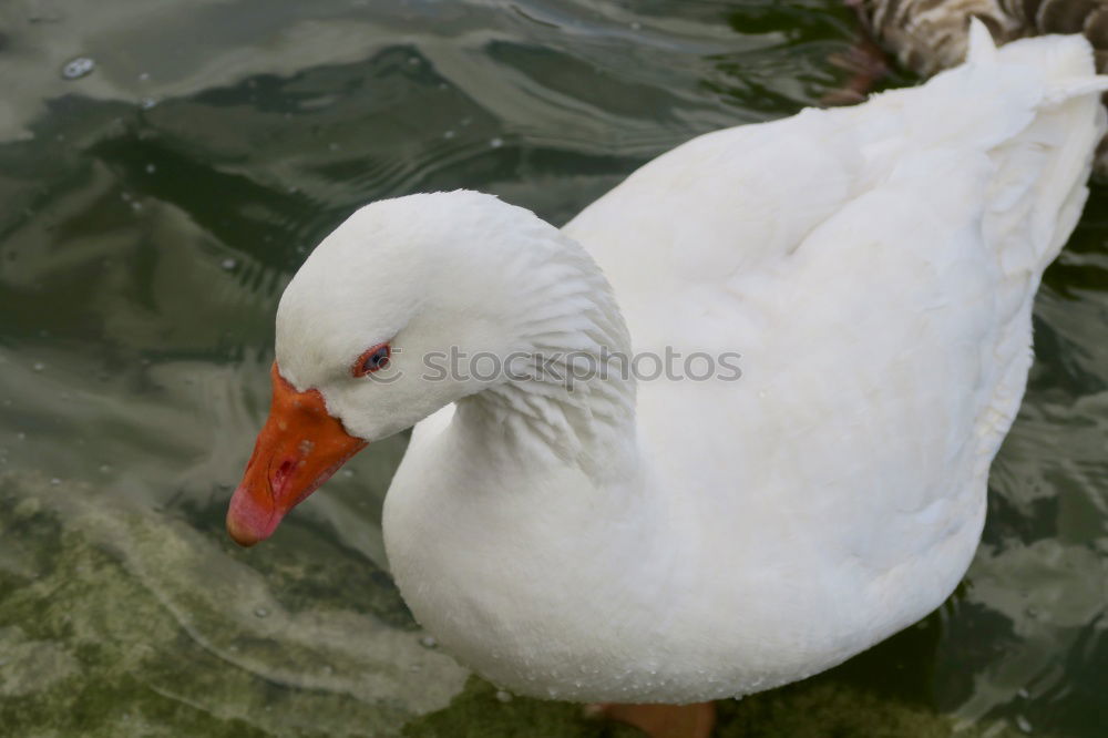 Similar – Foto Bild charlotta Ente weiß schön