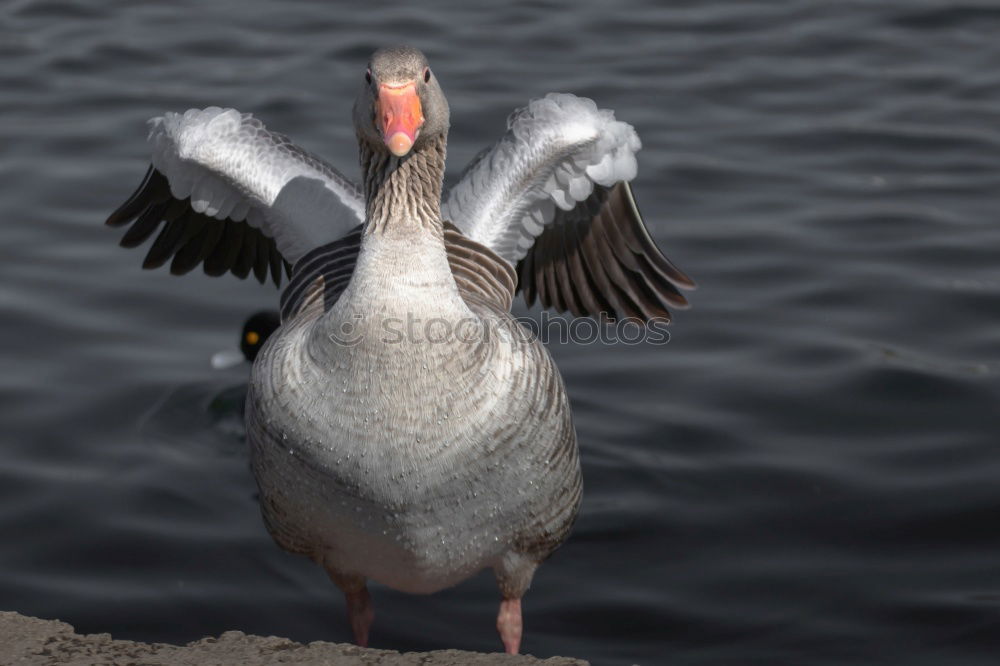 Similar – Image, Stock Photo Swimming greylag goose