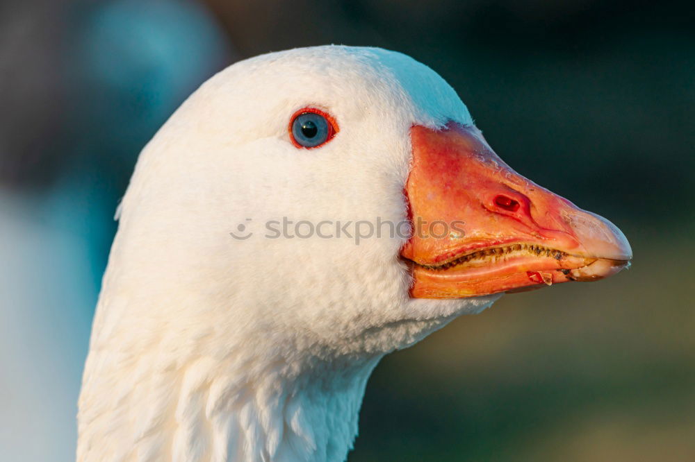 Similar – Image, Stock Photo Fresh fish; seagull standing on signboard