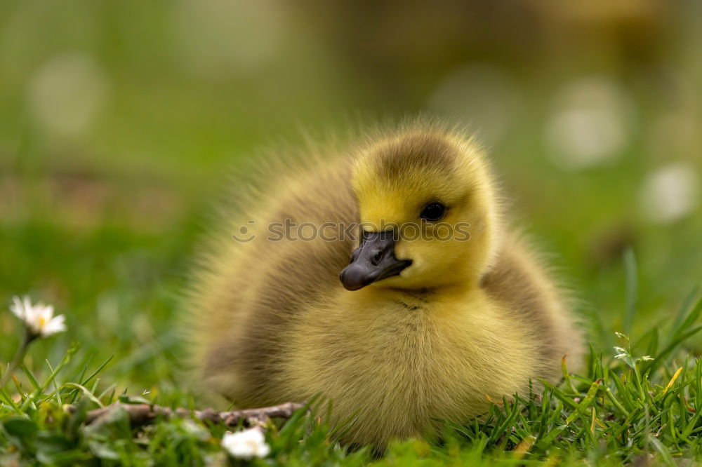 Similar – Image, Stock Photo Fledgling Chick Duck Bird