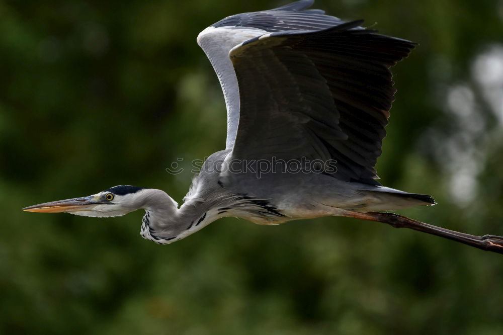 Similar – Foto Bild Reiherlei Umwelt Natur