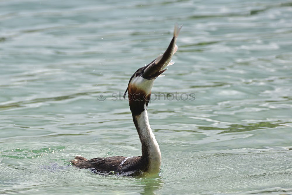 Similar – Halbe Ente Wasser Teich