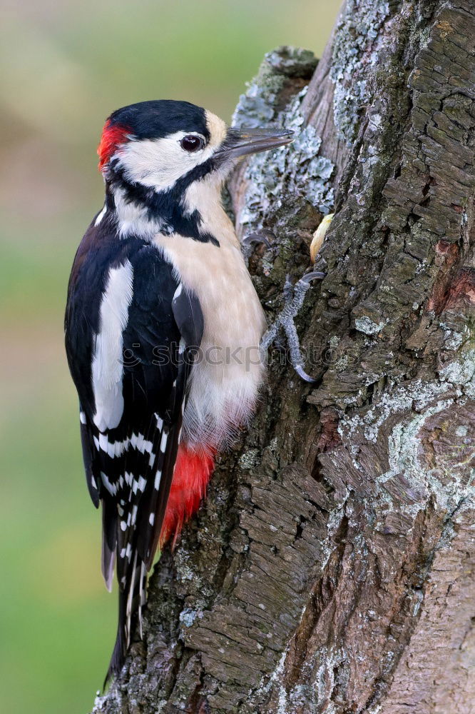 Similar – Image, Stock Photo Great spotted woodpecker on tree trunk