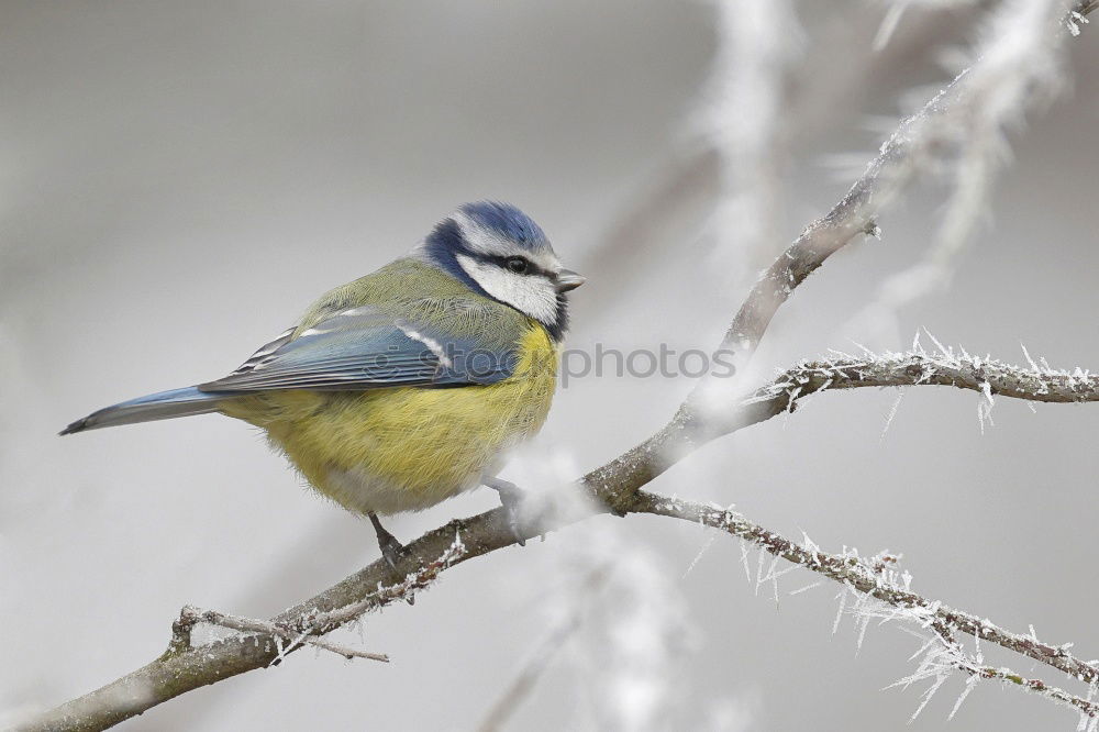 Similar – Image, Stock Photo Blue tit on a branch