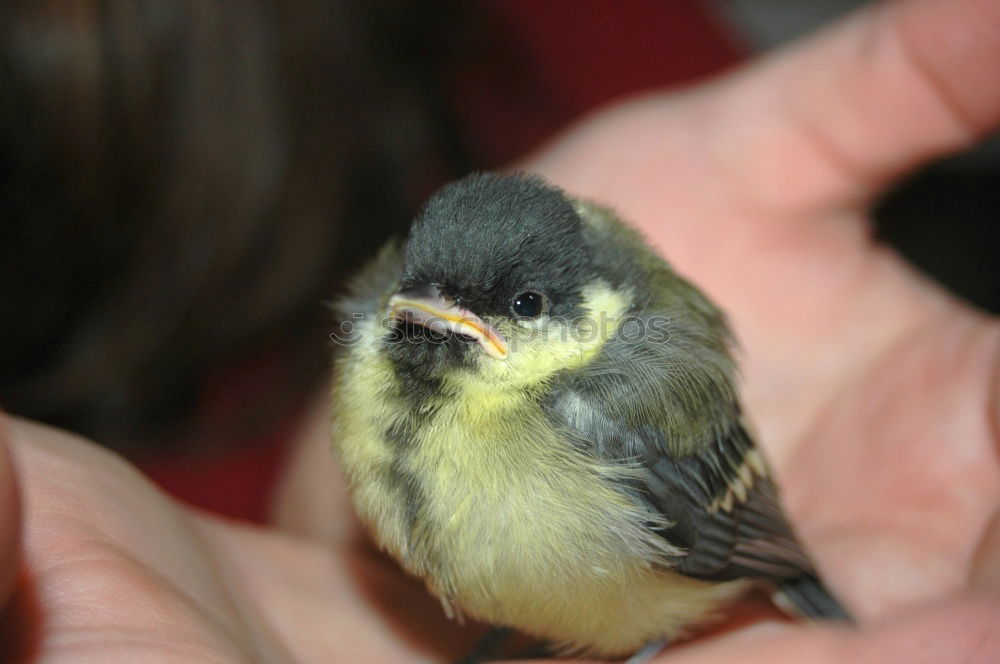 Similar – chick Hand Finger Tier