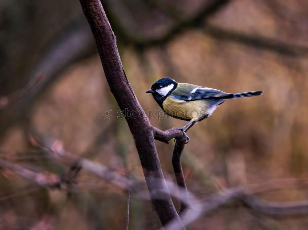 Similar – blaumeise Tier Himmel