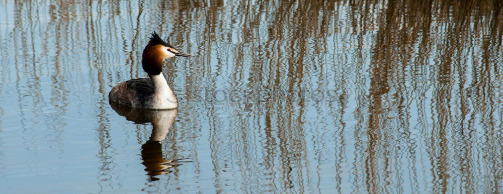 Image, Stock Photo paddles Nature Water