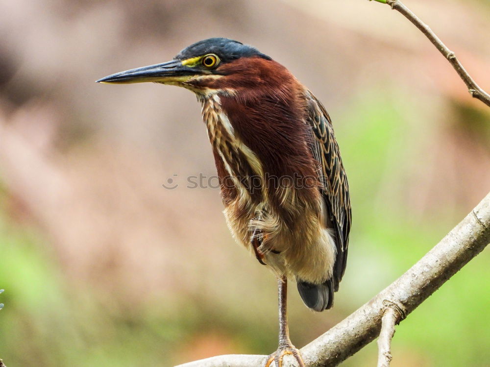 Similar – Brown Kingfisher, Blue Kingfisher