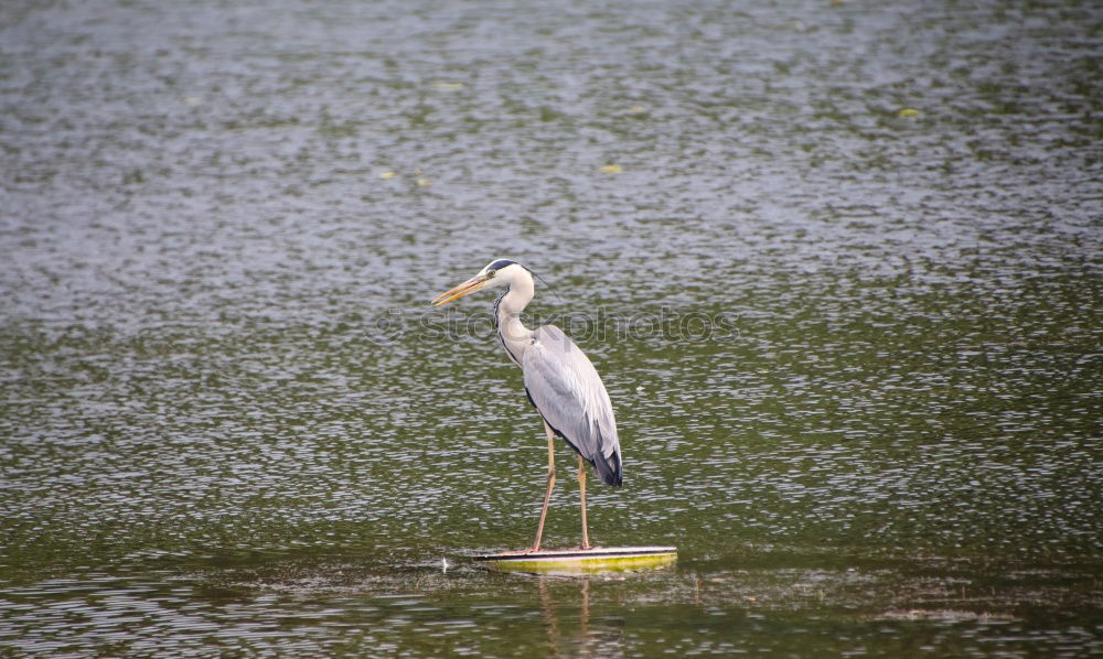 Similar – Image, Stock Photo grey heron Environment