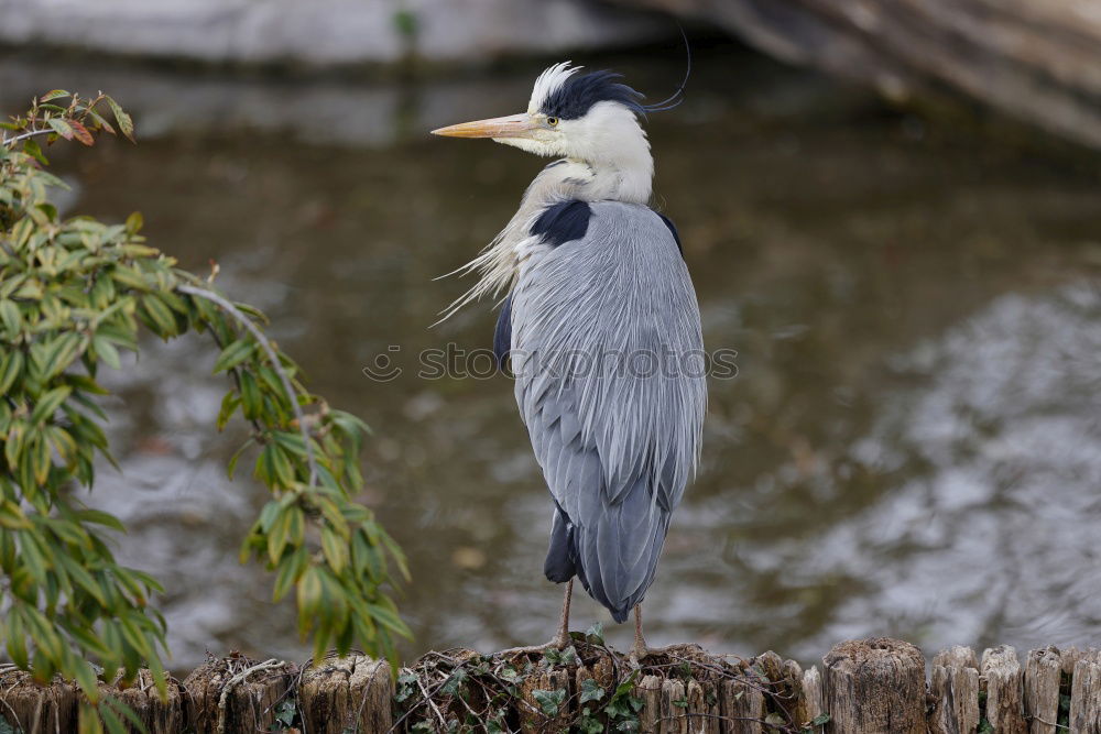 Image, Stock Photo Heron in a sunny tree