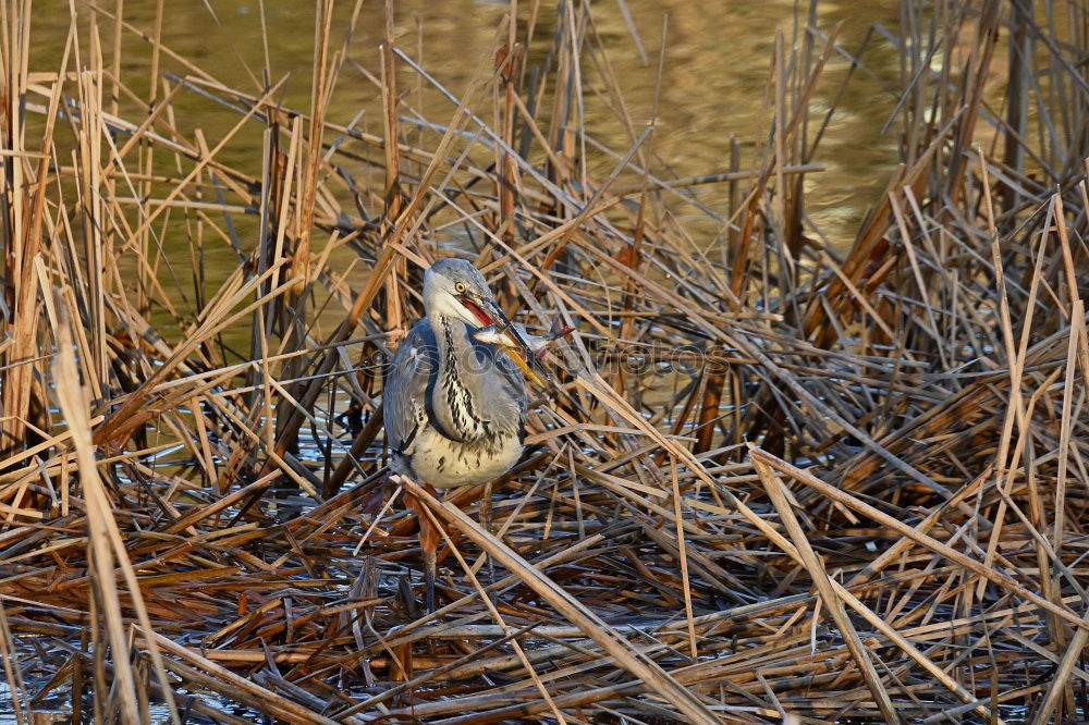 Similar – Foto Bild Spatz im Gestrüpp Natur