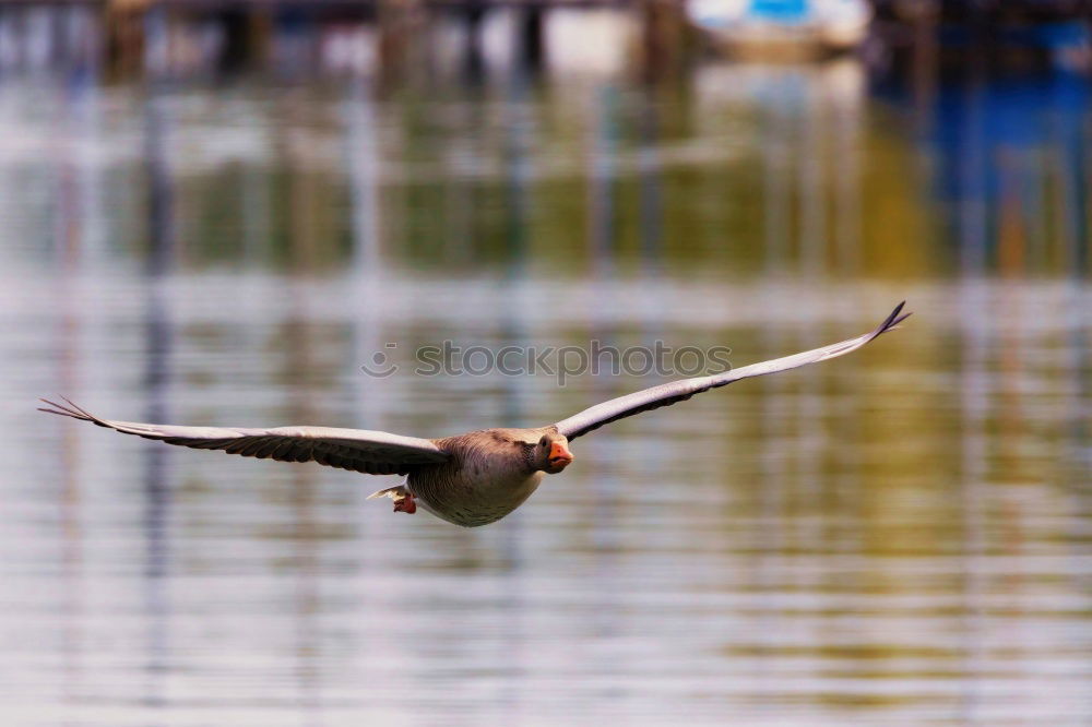 Similar – Winds of Change Seagull