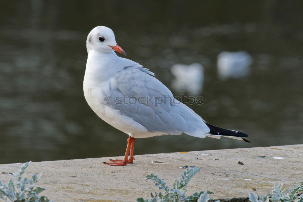 Similar – Image, Stock Photo bawler Nature Sand Water