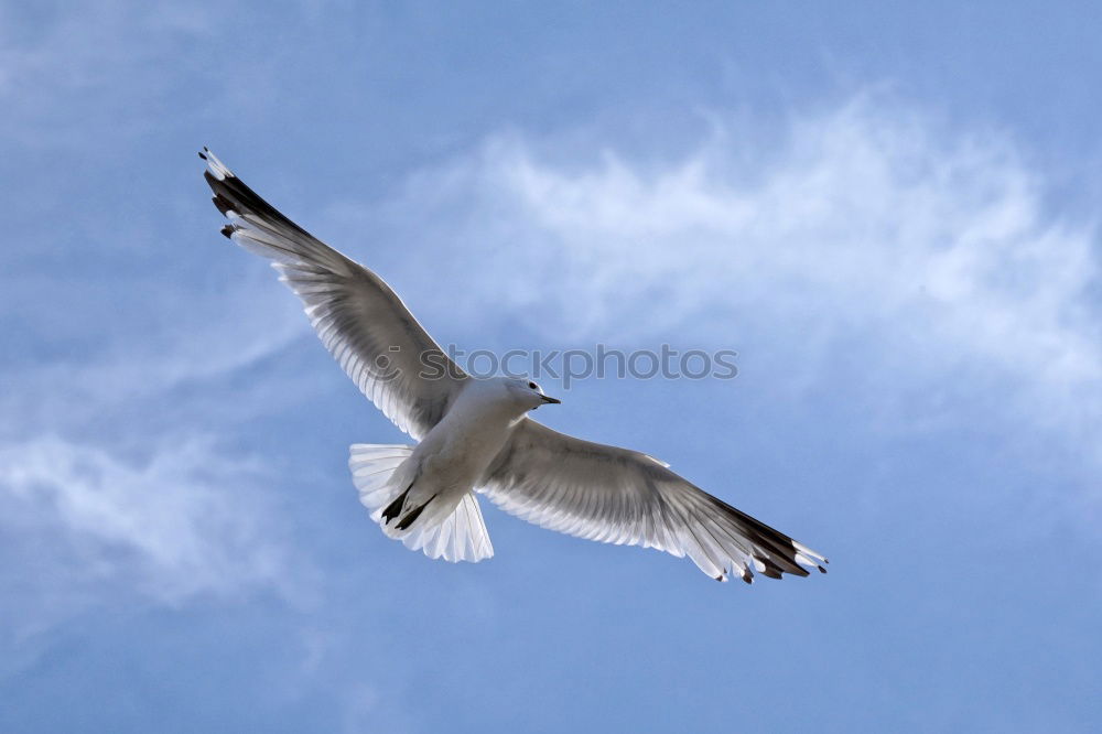 Similar – Image, Stock Photo From the schoolbook for seagull flying lessons