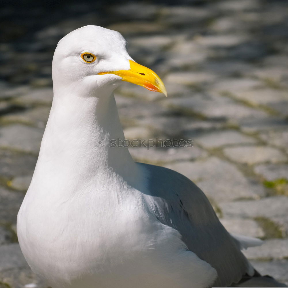 Similar – Image, Stock Photo Laugh, seagull!