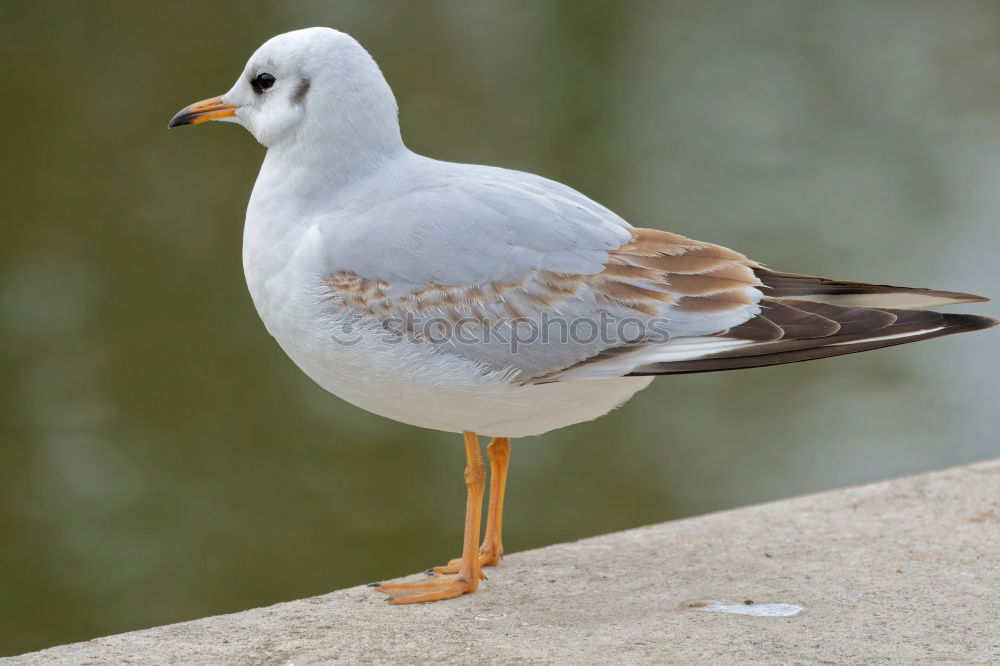 Similar – Image, Stock Photo autumn gull Seagull Bird