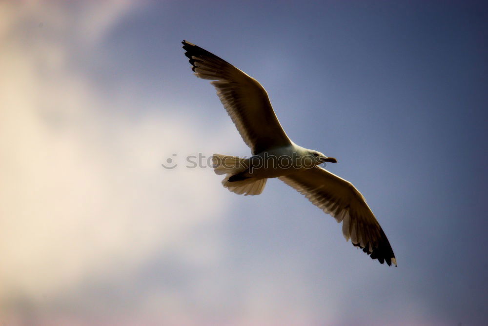 Similar – Image, Stock Photo Seagull 1 Sailing Aviation