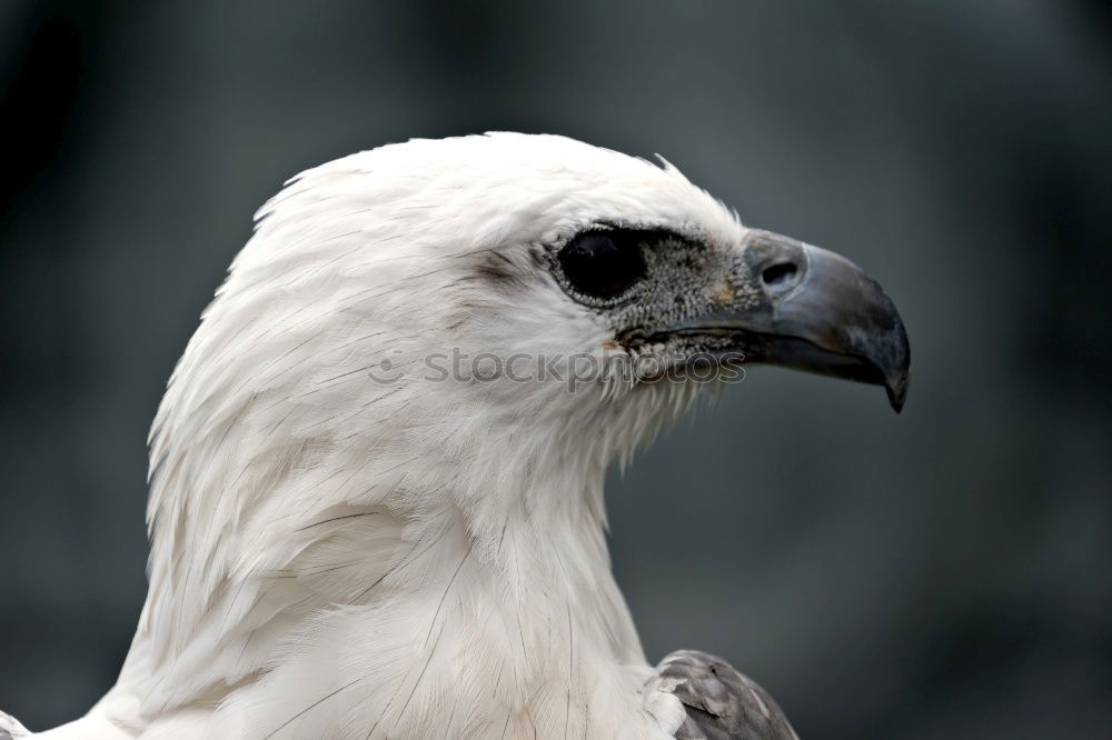 Similar – Image, Stock Photo cockatoo Tree Leaf Animal