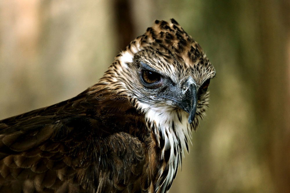 Similar – Image, Stock Photo Royal owl in a display of birds of prey, power and size