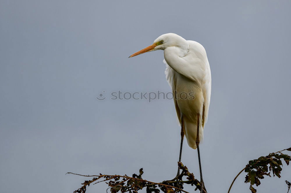 Similar – Image, Stock Photo Grey Heron in Tree Nature