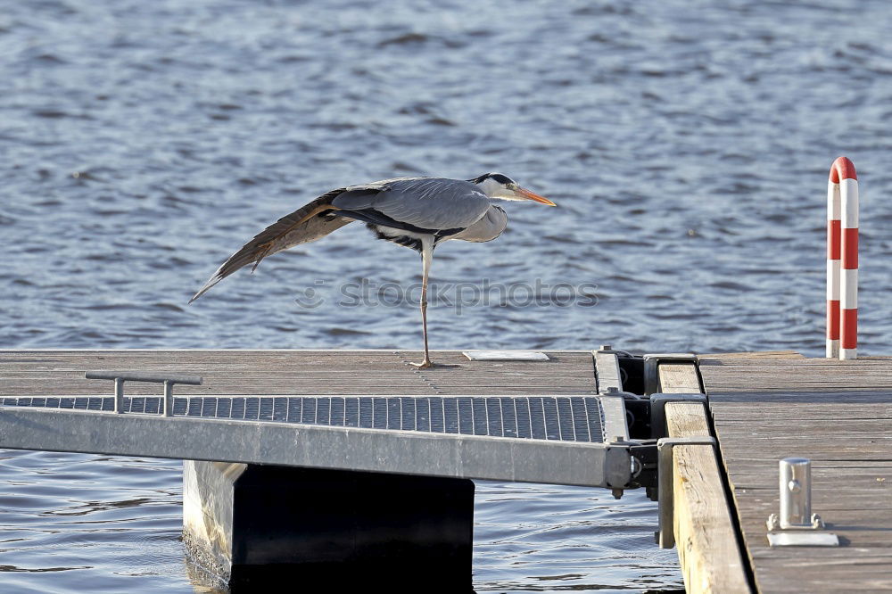 Similar – Image, Stock Photo grey heron Environment