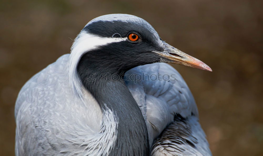 Similar – Image, Stock Photo pelican Florida Zoo animal