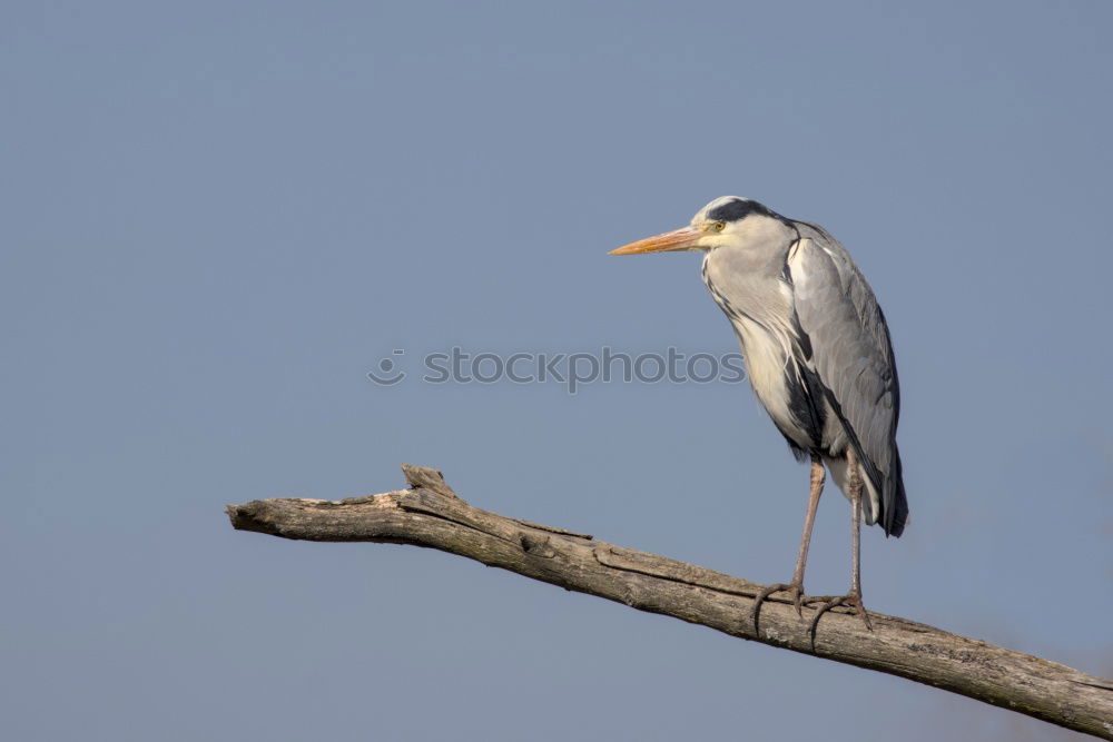 Similar – Image, Stock Photo Heron in a sunny tree