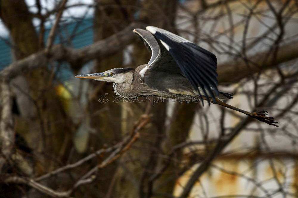 Similar – Image, Stock Photo Heron in a sunny tree