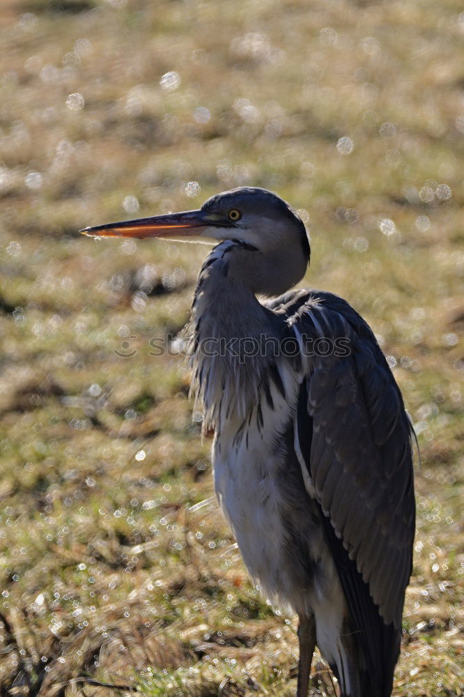 Similar – Image, Stock Photo Heron in a sunny tree