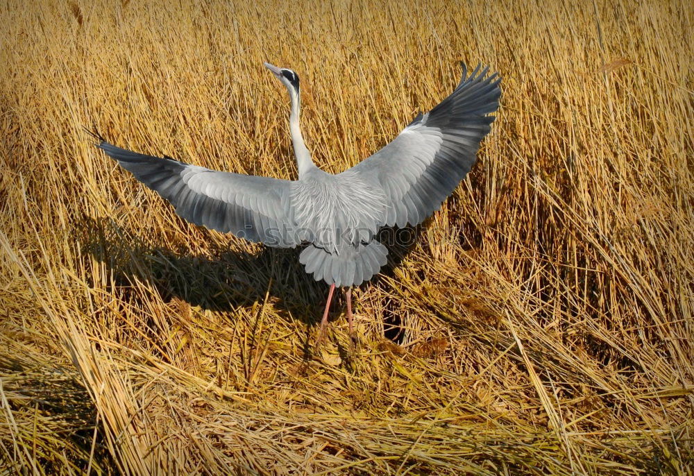 Similar – cleaning day Field Animal