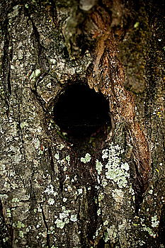 Similar – Young cranberry plant growing out of dead tree stump.