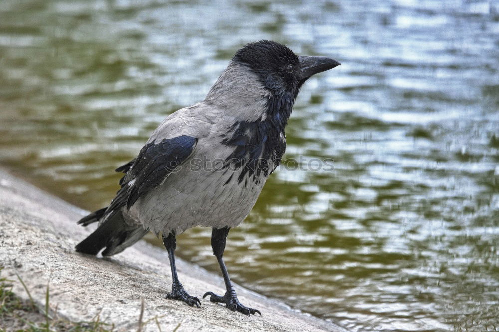 Similar – Image, Stock Photo A bird sits on the roof groove just before flying away, a flute bird, known for its attacks on people. It has the ability to imitate voices. Queensland / Australia