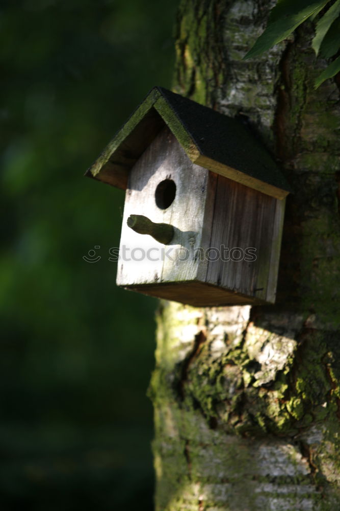 Similar – Homemade birdhouse for the winter made of old grey wood at the edge of the forest on a farm in Rudersau near Rottenbuch in the district of Weilheim-Schongau in Upper Bavaria