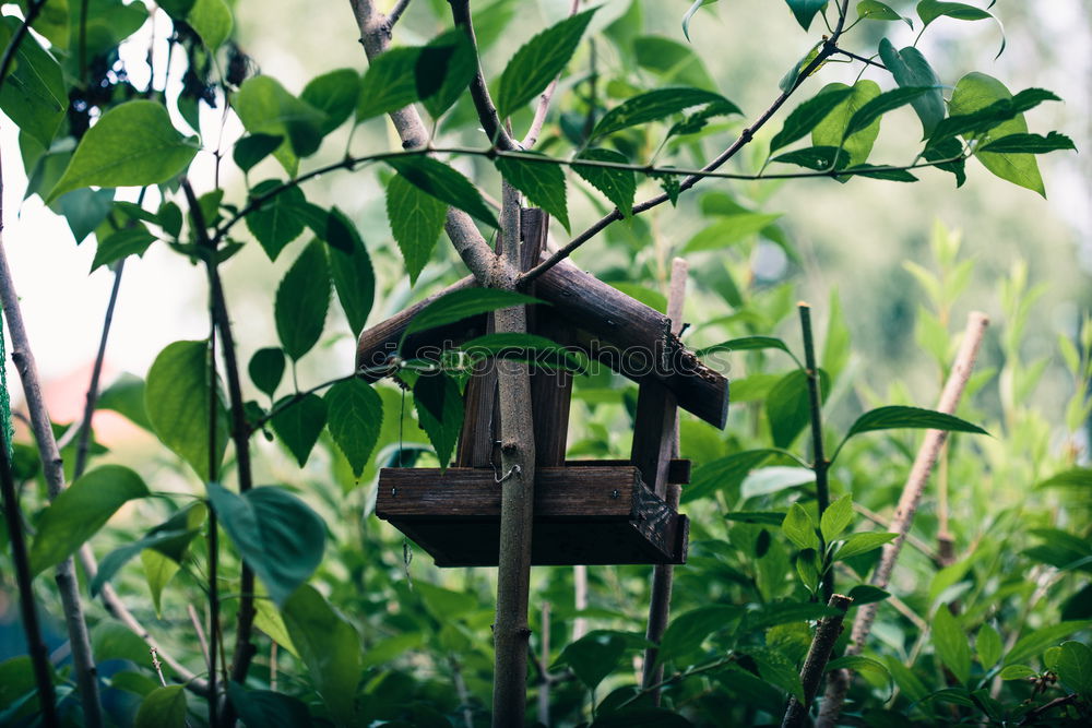 Image, Stock Photo Bird house on a tree among the green leaves