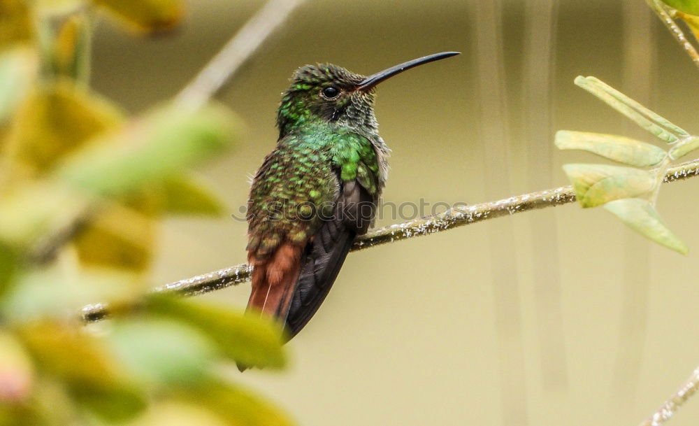 Similar – Image, Stock Photo Flying Artist II (Hummingbird, Cloud Forest Ecuador)