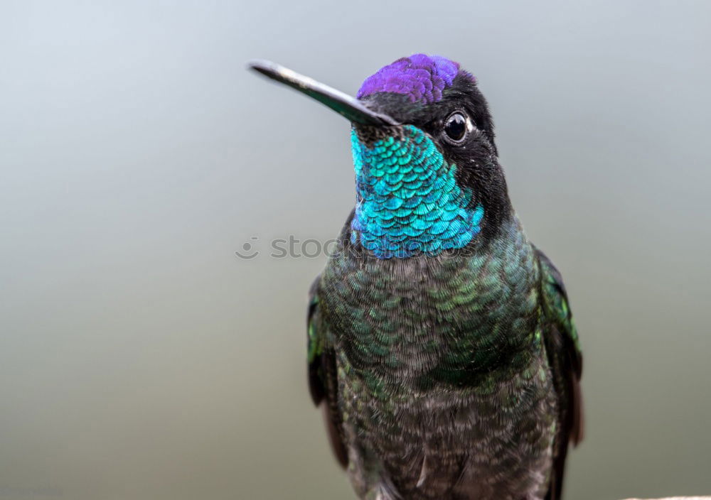 Similar – Image, Stock Photo Golden Breasted Starling Bird Portrait