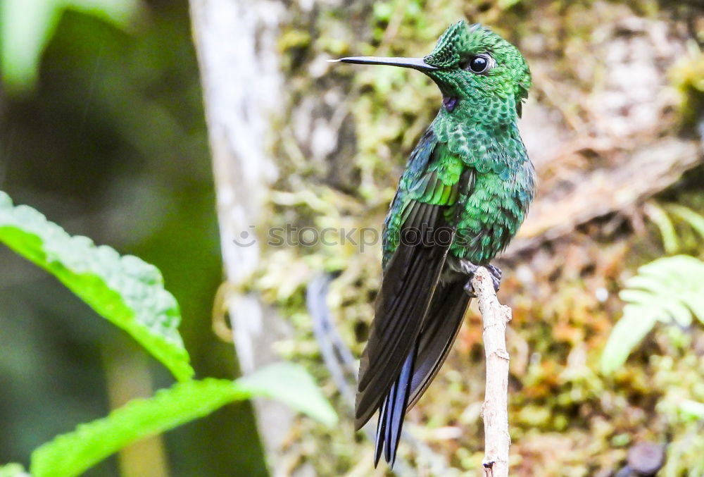 Similar – Image, Stock Photo Flying Artist II (Hummingbird, Cloud Forest Ecuador)