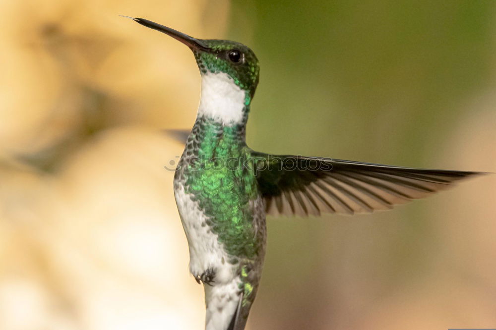 Flying Artist (Hummingbird, Cloud Forest Ecuador)