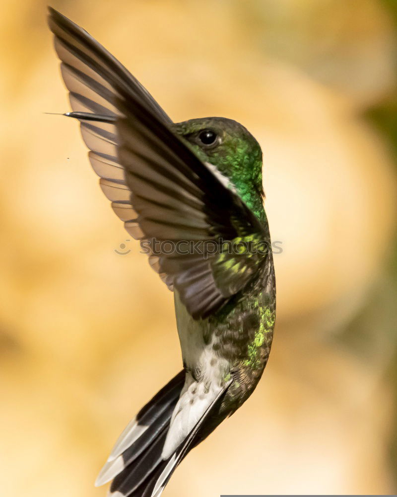 Similar – Flying Artist (Hummingbird, Cloud Forest Ecuador)